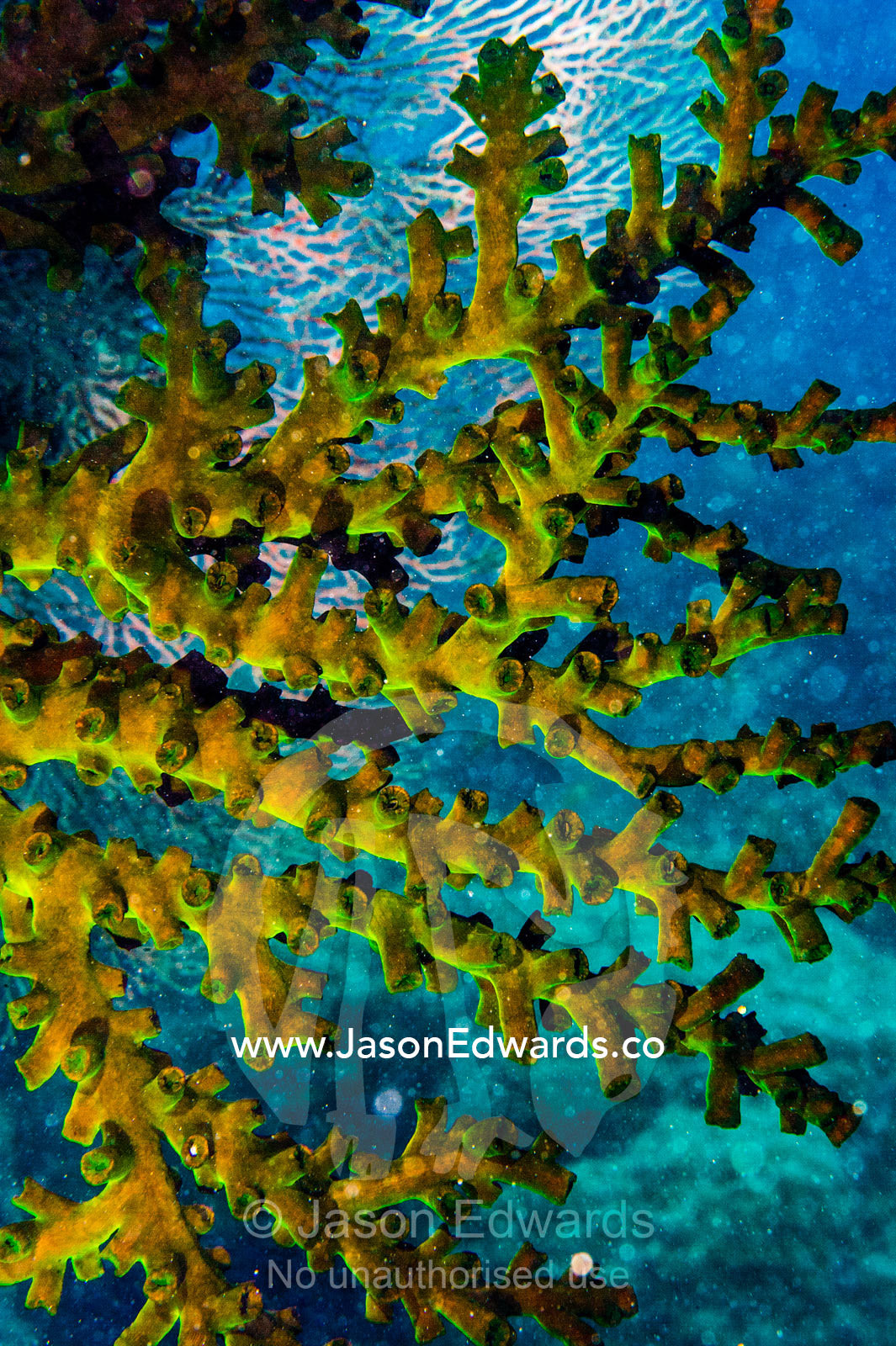 Tubastraea, a sun coral also known as a sun polyp. Cairns, Great Barrier Reef, Queensland, Australia
