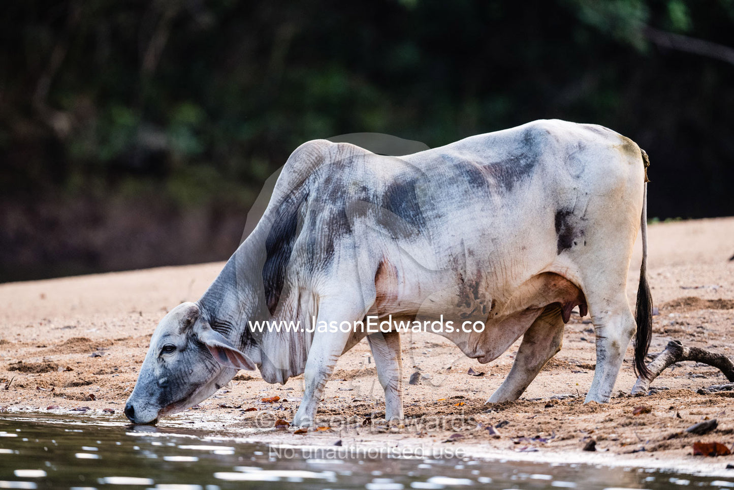A Brahman cattle drinking from the sandy shore of the Daintree River. Daintree National Park, Daintree River, Queensland, Australia