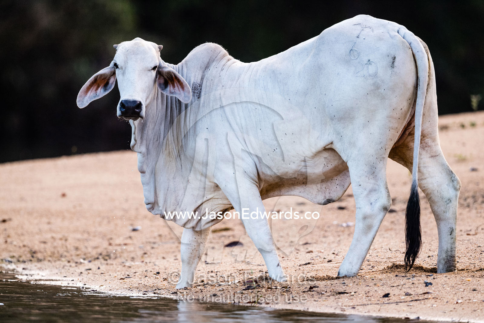 A Brahman cattle drinking from the sandy shore of the Daintree River. Daintree National Park, Daintree River, Queensland, Australia