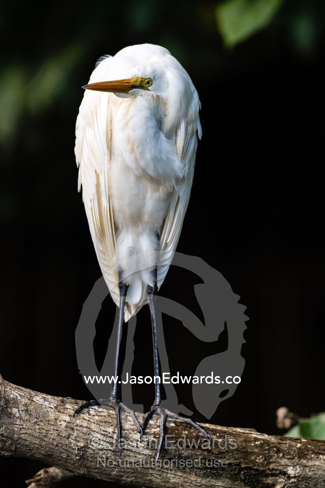 An Eastern Great Egret roosting on a mangrove branch above a river. Daintree National Park, Daintree River, Queensland, Australia
