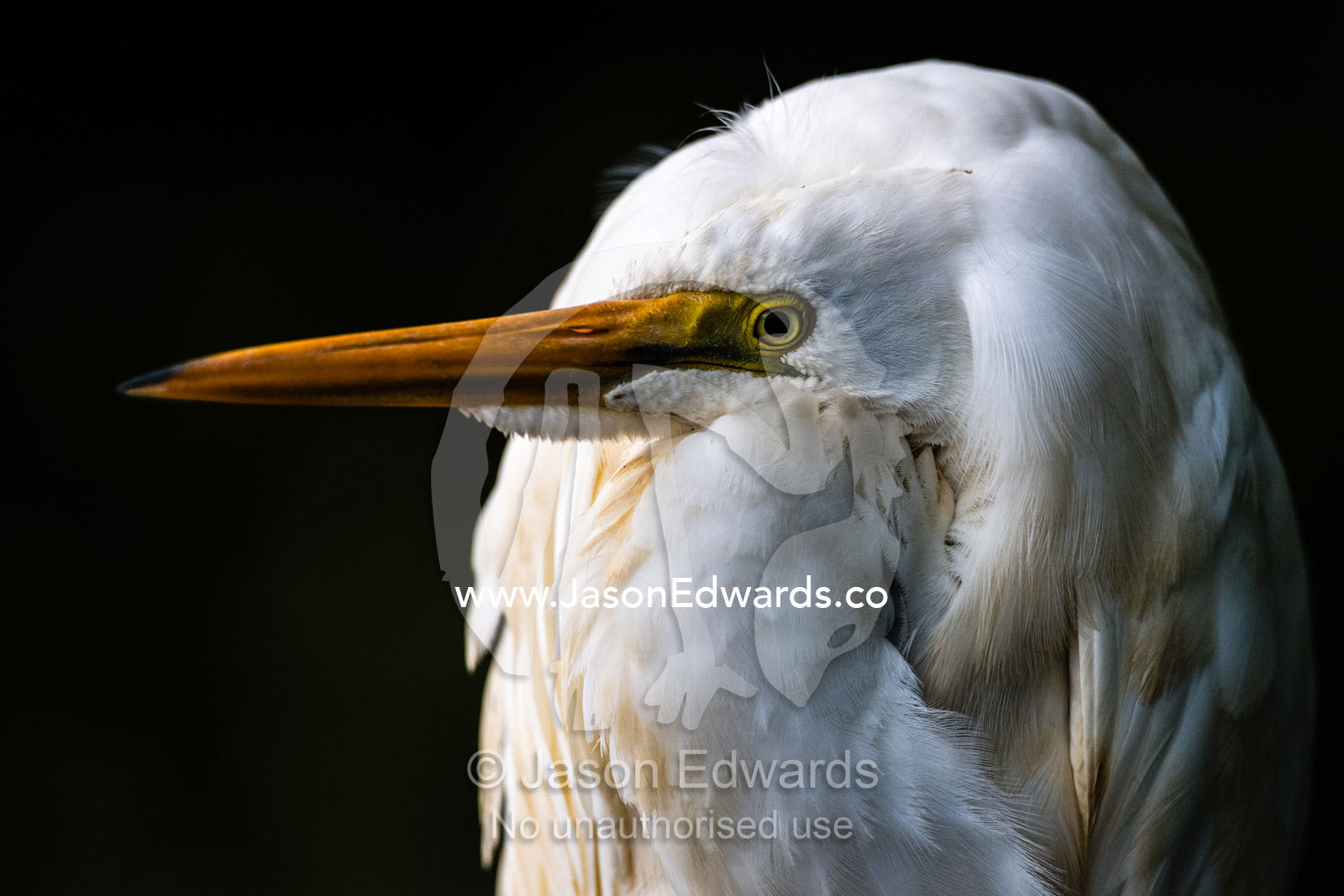 An Eastern Great Egret roosting on a mangrove branch above a river. Daintree National Park, Daintree River, Queensland, Australia