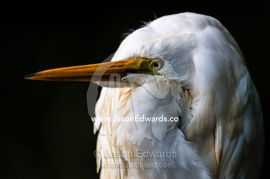 An Eastern Great Egret roosting on a mangrove branch above a river. Daintree National Park, Daintree River, Queensland, Australia
