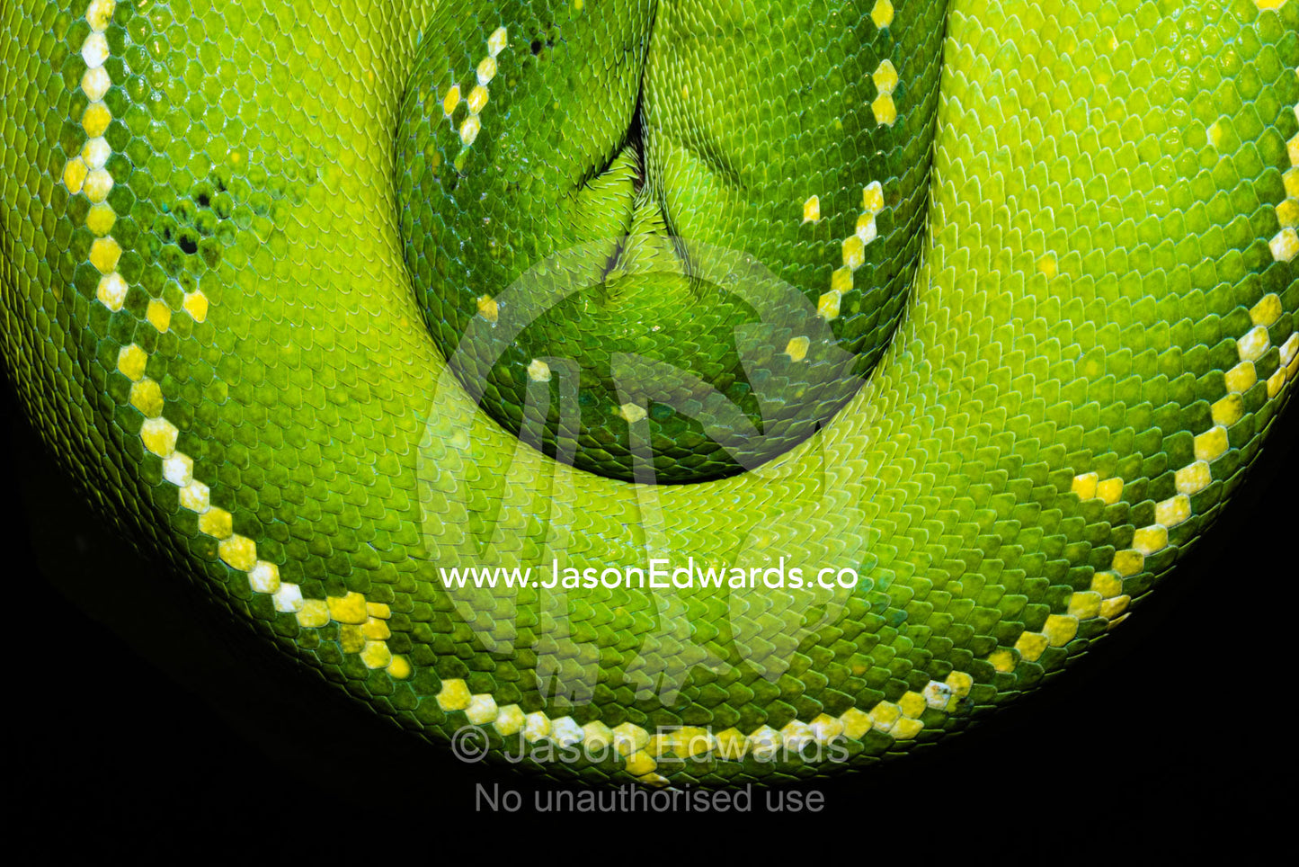 The emerald coils and scales of a Green Tree Python hanging. Daintree National Park, Daintree Rainforest Aerial Walkway, Queensland, Australia