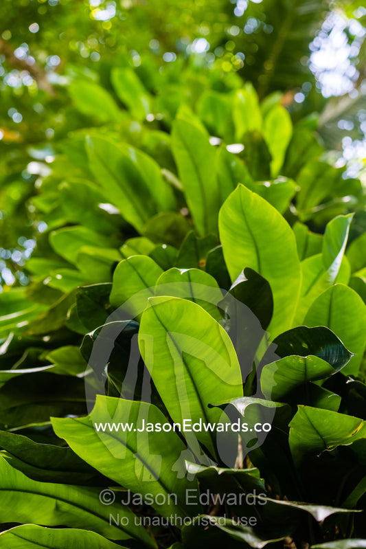 The backlit leaves of a Needle Berry vine climbing a tree trunk. Daintree National Park, Daintree Rainforest Aerial Walkway, Queensland, Australia