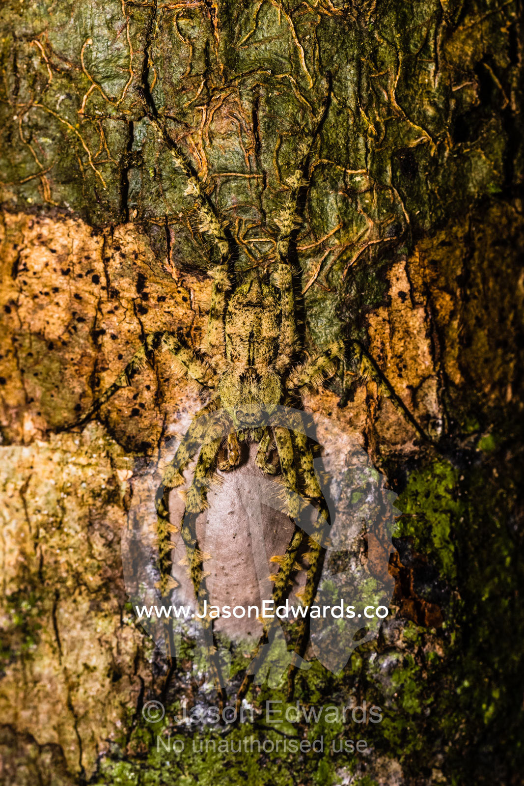 A Lichen Huntsman Spider camouflaged like lichen on a tree trunk in the rainforest. Daintree National Park, Daintree Rainforest Aerial Walkway, Queensland, Australia