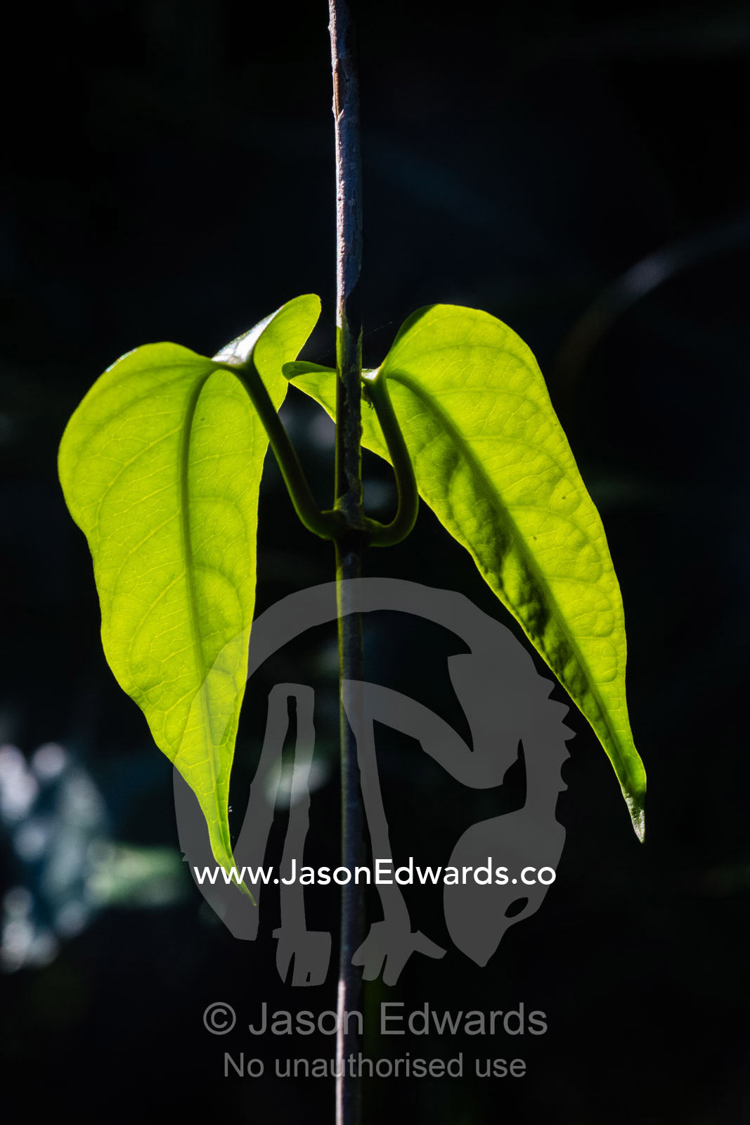 The backlit leaves of a vine in the rainforest soaking up the afternoon sun. Daintree National Park, Daintree Rainforest Aerial Walkway, Queensland, Australia
