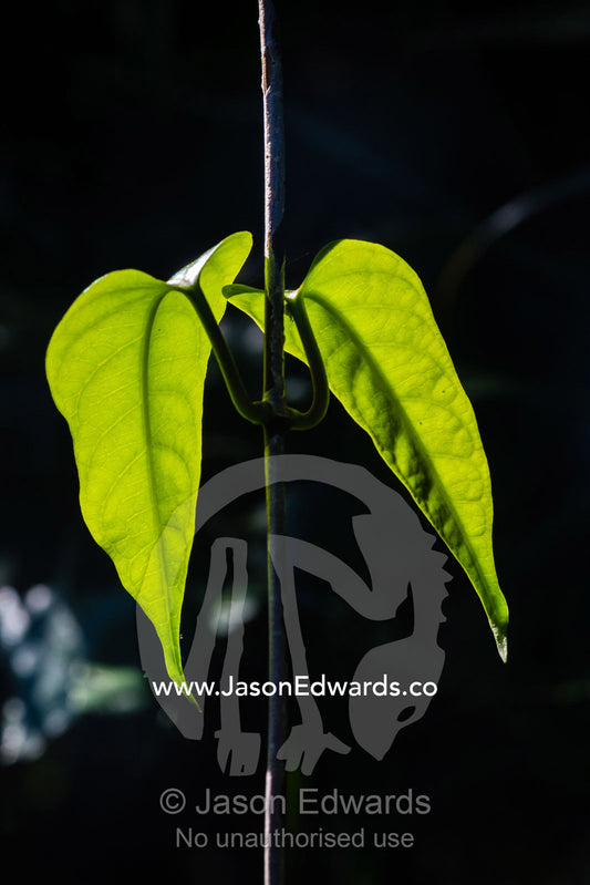 The backlit leaves of a vine in the rainforest soaking up the afternoon sun. Daintree National Park, Daintree Rainforest Aerial Walkway, Queensland, Australia