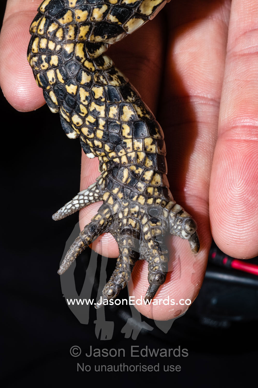 The tiny claws and foot of a young Saltwater Crocodile. Cairns-Port Douglas, Hartleys Crocodile Adventures, Queensland, Australia