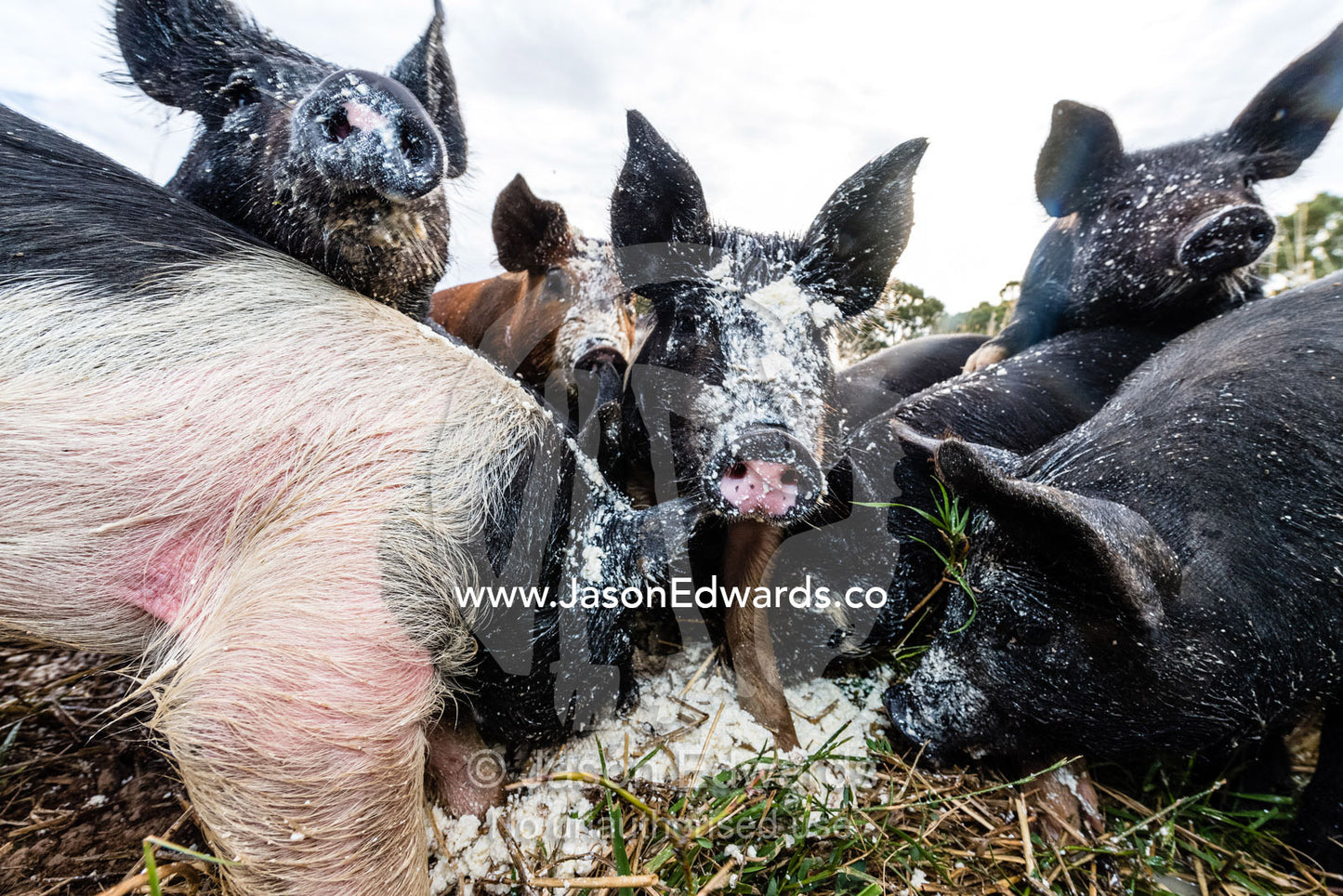 Free Range, milk fed heritage breed pigs feeding in a field. Lyndoch, South Australia, Australia
