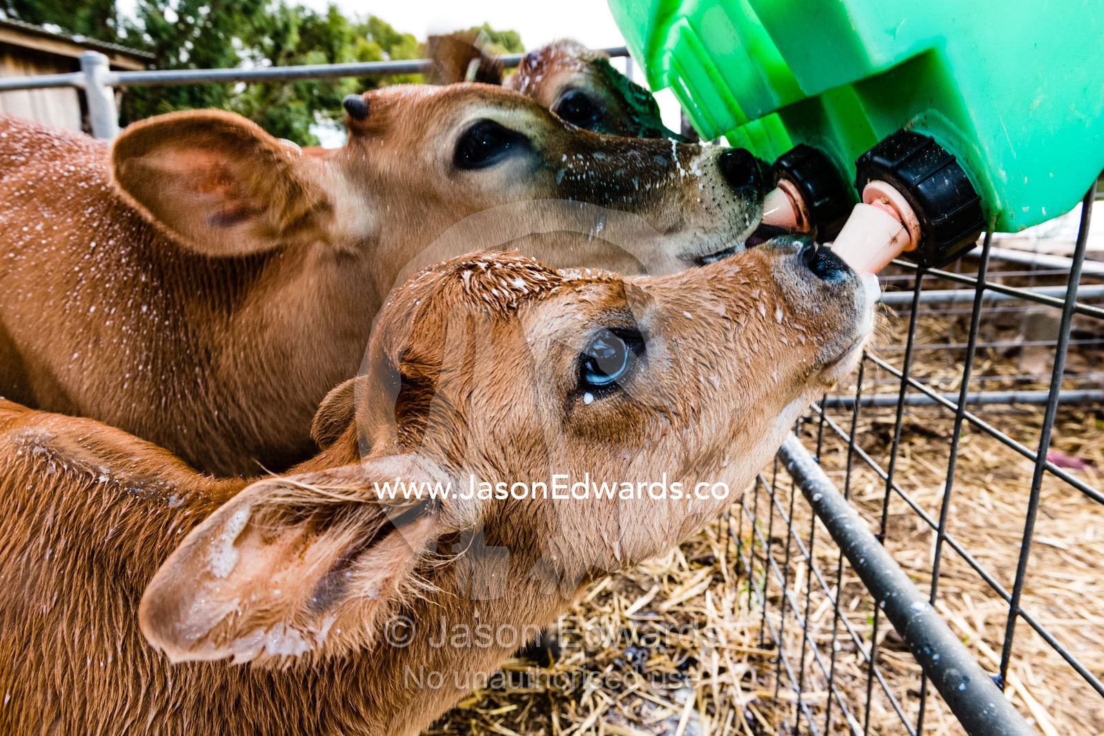Cute Jersey cow calves suckle milk from rubber teats. Lyndoch, South Australia, Australia