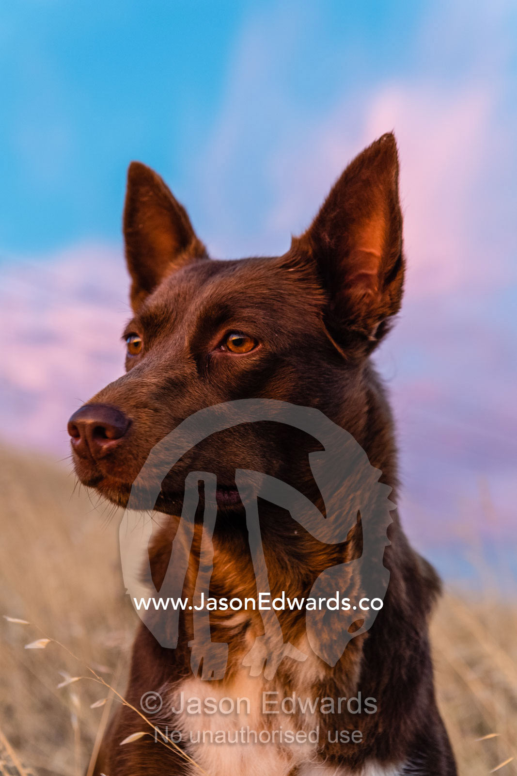 An alert Kelpie dog on a farm. Lyndoch, South Australia, Australia
