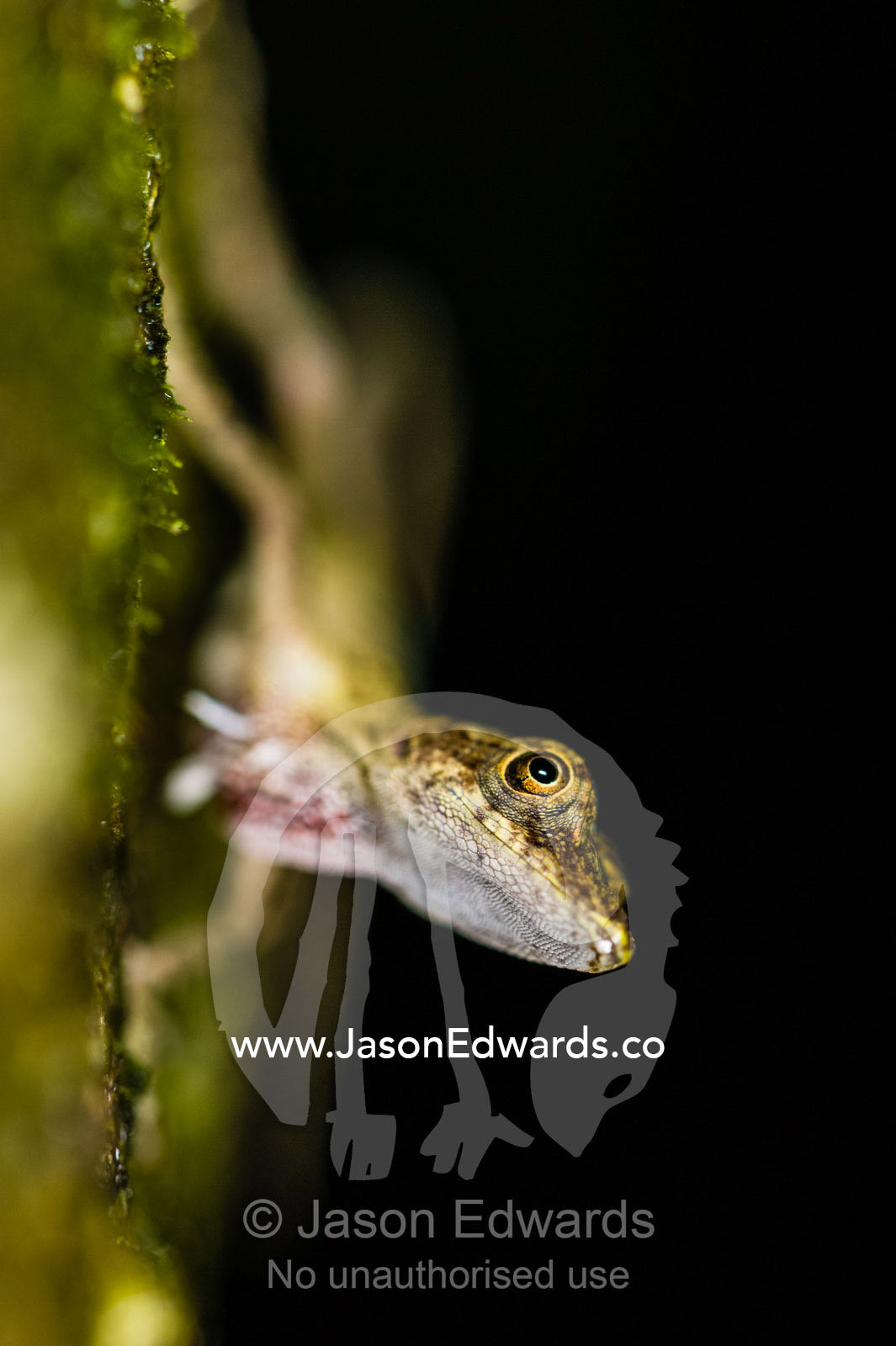 A Many-scaled Anole Lizard hunting on a vertical tree trunk in the rainforest. Posada Amazonas, Tambopata River, Puerto Maldonado, Peru