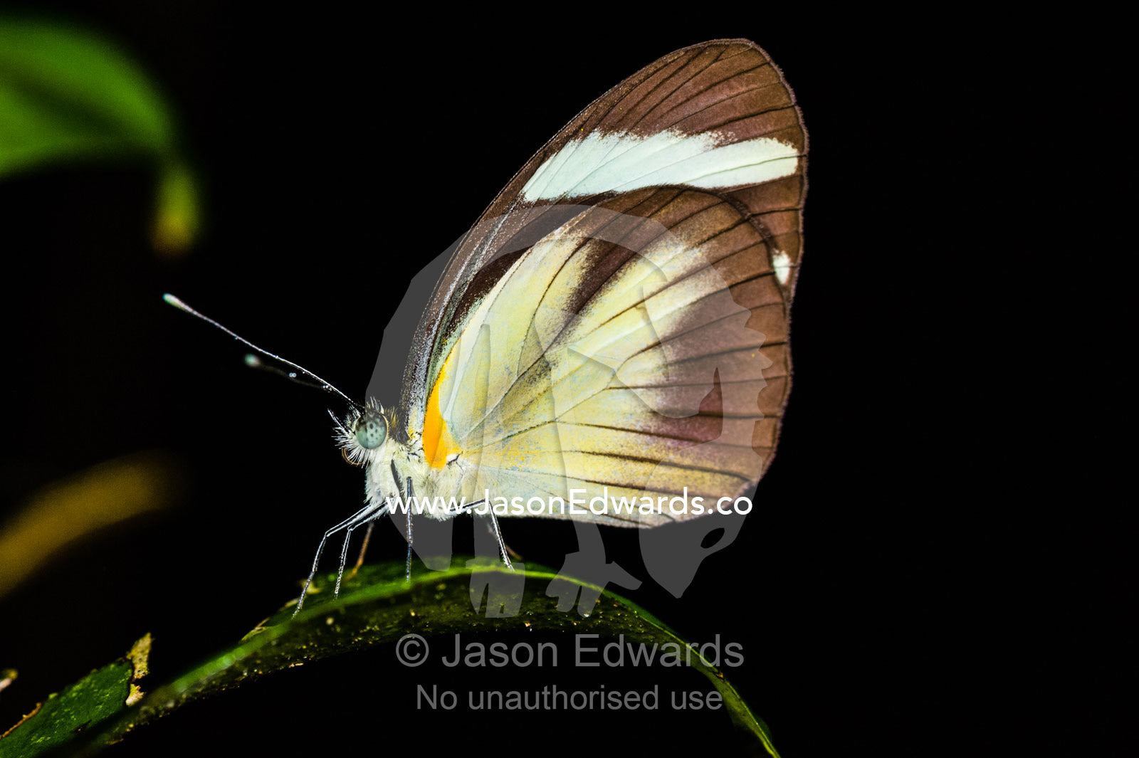 A Wallace's Longwing Butterfly roosting on a leaf at night. Posada Amazonas, Tambopata River, Puerto Maldonado, Peru