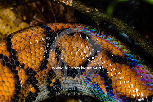 The iridescent scales and skin of a Rainbow Boa on the rainforest floor. Posada Amazonas, Concesion de Co, Tambopata River, Puerto Maldonado, Peru