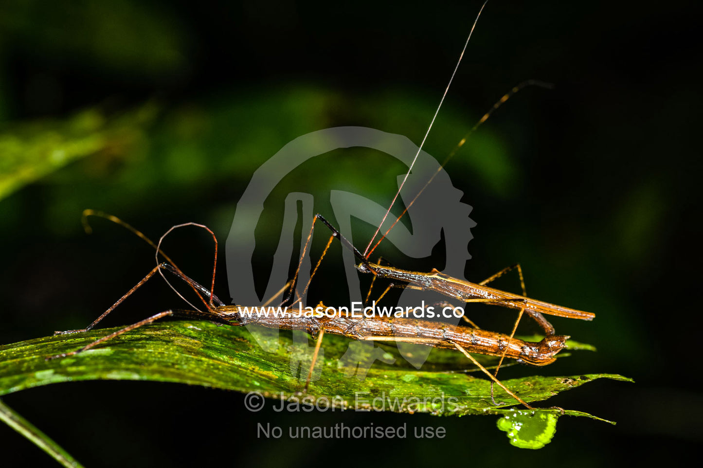 A smaller male Phasmid, stick insect, mating with a larger female in the rainforest. Posada Amazonas, Concesion de Co, Tambopata River, Puerto Maldonado, Peru