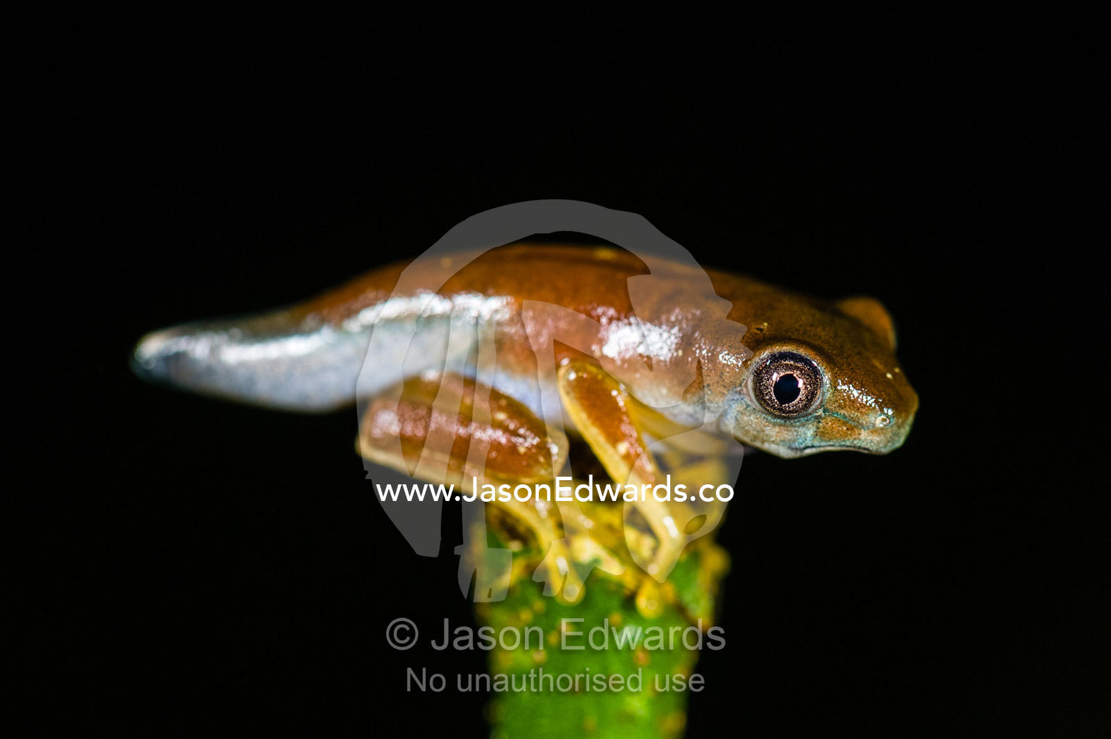 A Plain-colored Tree Frog morphing from a tadpole to a frog. Posada Amazonas, Tambopata River, Puerto Maldonado, Peru