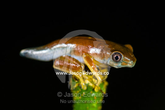 A Plain-colored Tree Frog morphing from a tadpole to a frog. Posada Amazonas, Tambopata River, Puerto Maldonado, Peru