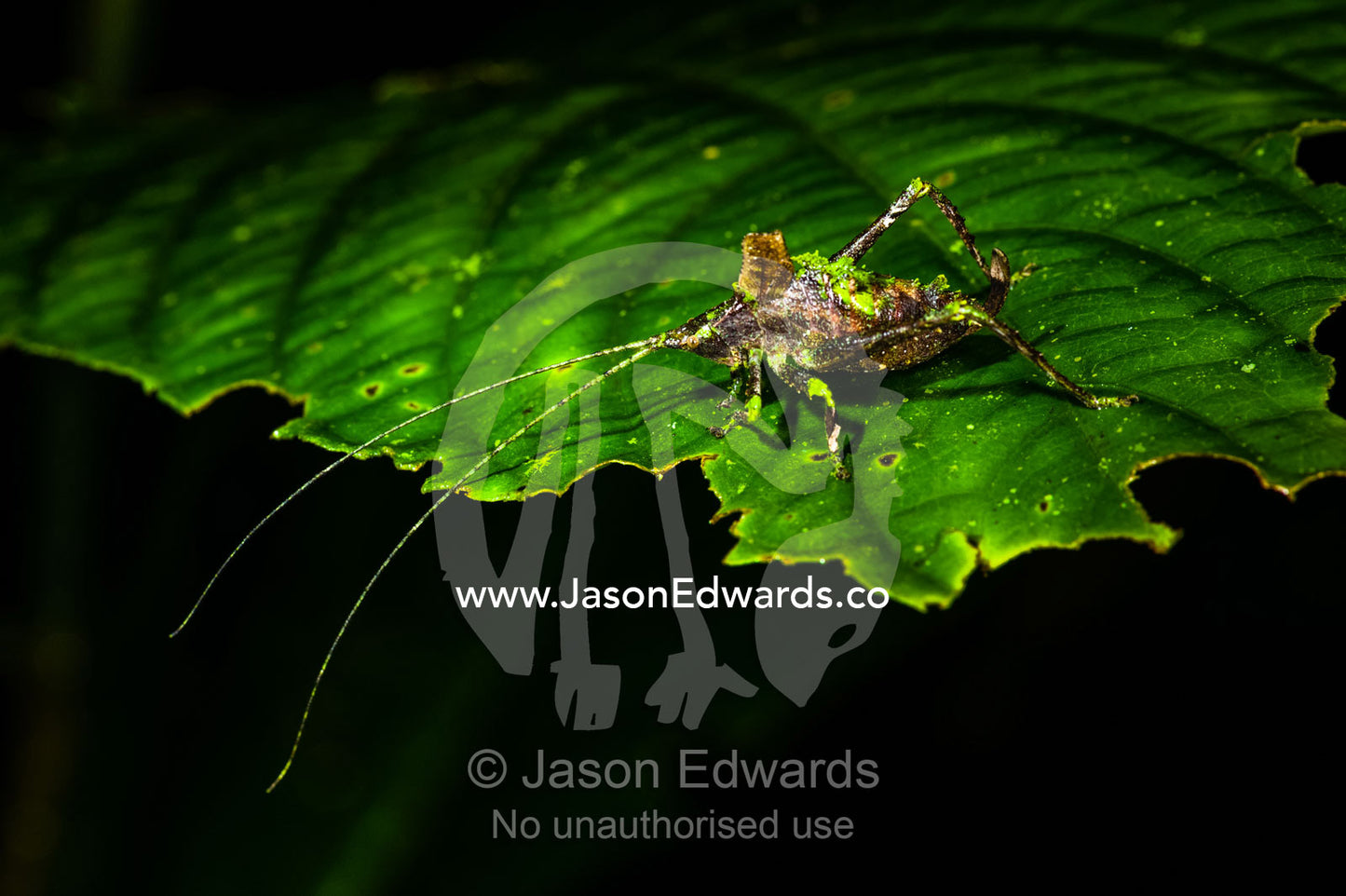Bolivar's Katydid is also known as the Dead-leaf Mimic Katydid. Posada Amazonas, Tambopata River, Puerto Maldonado, Peru