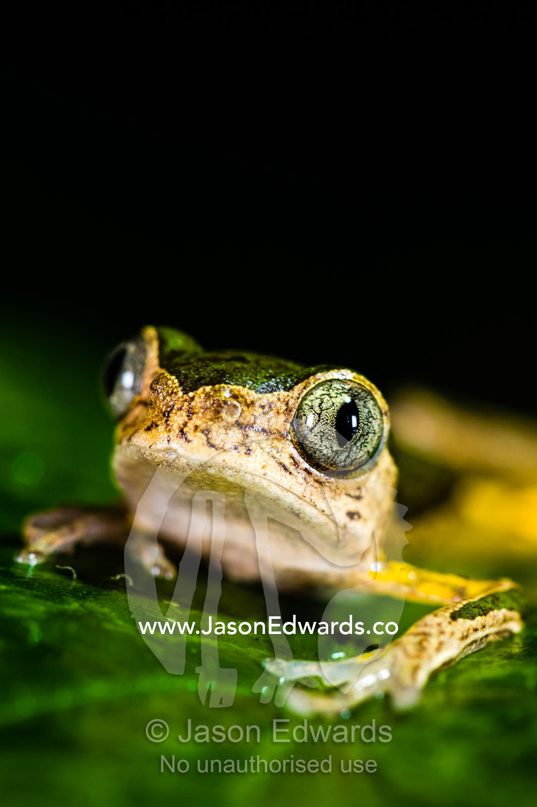 The bulbous veined eyes of a Jaguar Tree Frog at night. Posada Amazonas, Tambopata River, Puerto Maldonado, Peru