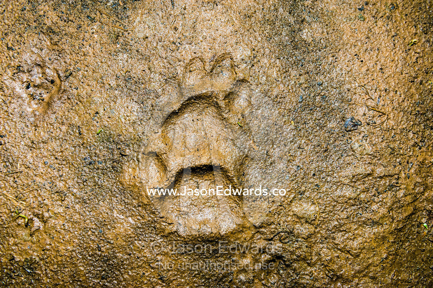 A Jaguar footprint in the rainforest mud. Posada Amazonas, Tres Chimbadas Oxbow Lake, Tambopata National Reserve, Peru