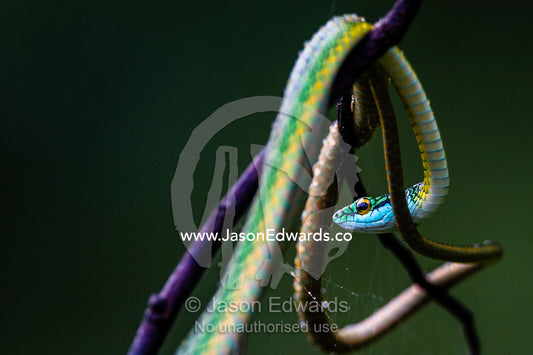 A Black-skinned Parrot Snake draped across a vine above a wetland. Posada Amazonas, Tres Chimbadas Oxbow Lake, Tambopata National Reserve, Peru