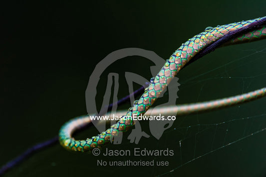 Rain drops on the emerald scales of a Black-skinned Parrot Snake draped across a vine. Posada Amazonas, Tres Chimbadas Oxbow Lake, Tambopata National Reserve, Peru