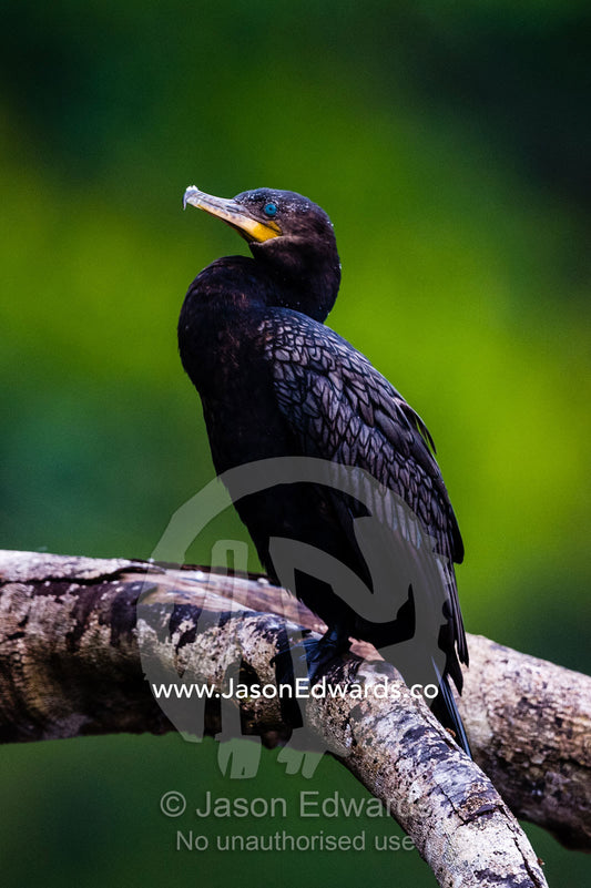 A Neotropical Cormorant roosting above a rainforest lake. Posada Amazonas, Tres Chimbadas Oxbow Lake, Tambopata National Reserve, Peru