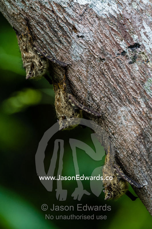 A trio of Long-nosed Bat roosting on a tree trunk overhanging an oxbow lake in the rainforest. Posada Amazonas, Tres Chimbadas Oxbow Lake, Tambopata National Reserve, Peru