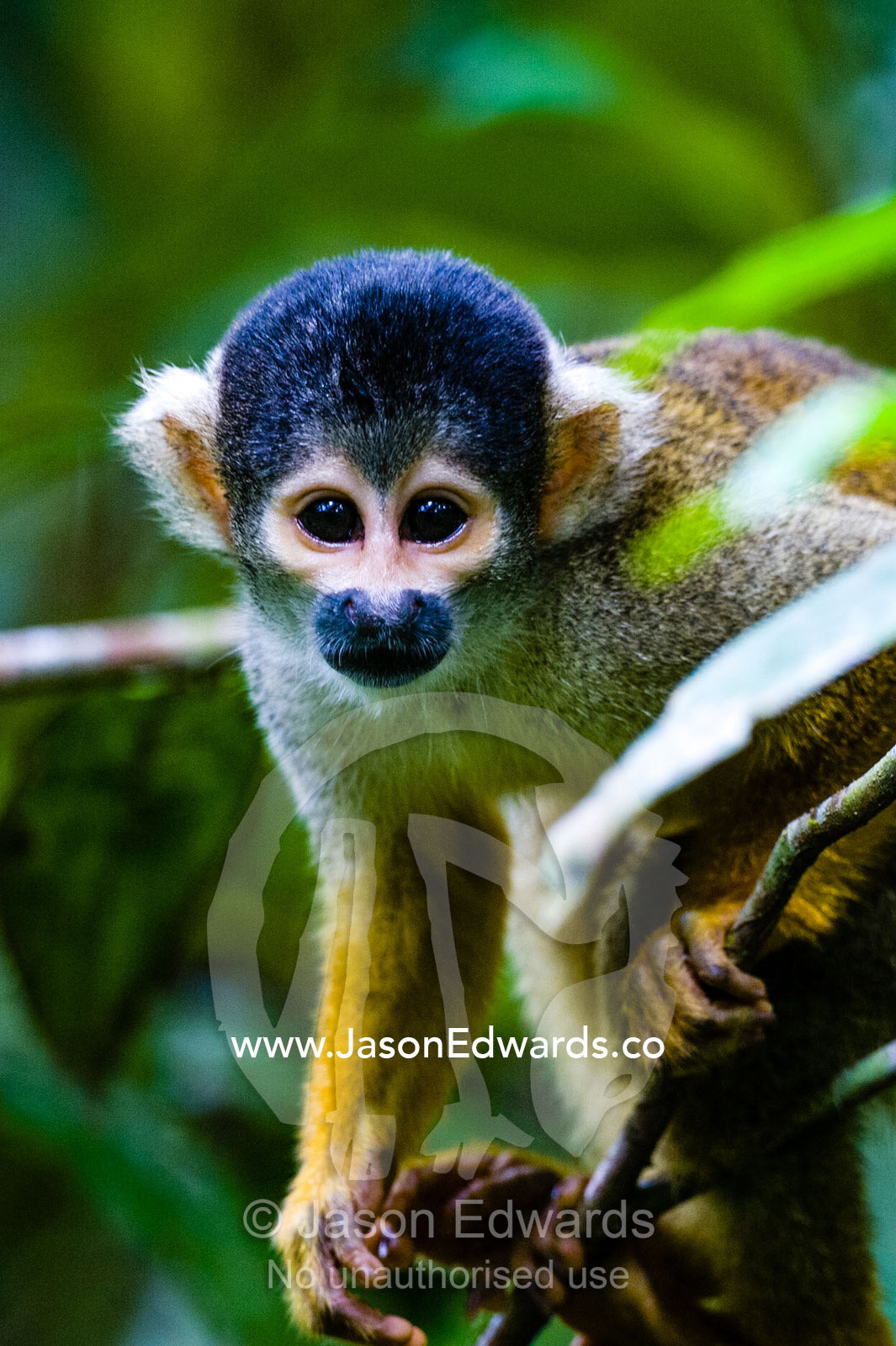 The inquisitive face of a Squirrel Monkey climbing through the middle story of the rainforest. Posada Amazonas, Tambopata National Reserve, Peru