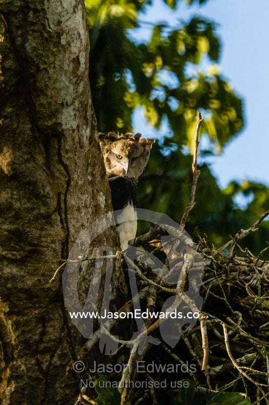 A Harpie Eagle caring for a chick in a nest. Puerto Maldonado, Refugio Amazonas, Tambopata National Reserve, Peru