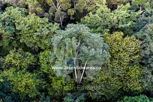 An aerial view of dense foliage in the rainforest canopy. Puerto Maldonado, Refugio Amazonas, Tambopata National Reserve, Peru