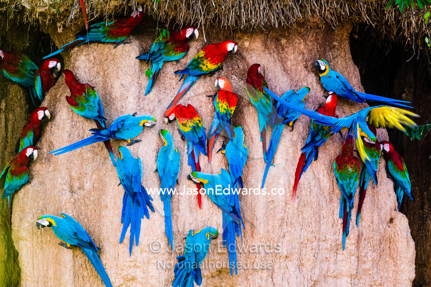 Red-and-Green Macaw, Scarlet Macaw, and Blue-and-Gold Macaws feeding on a clay lick where there are mineral deposits. Tambopata Research Centre, Chuncho Claylick, Tambopata National Reserve, Peru