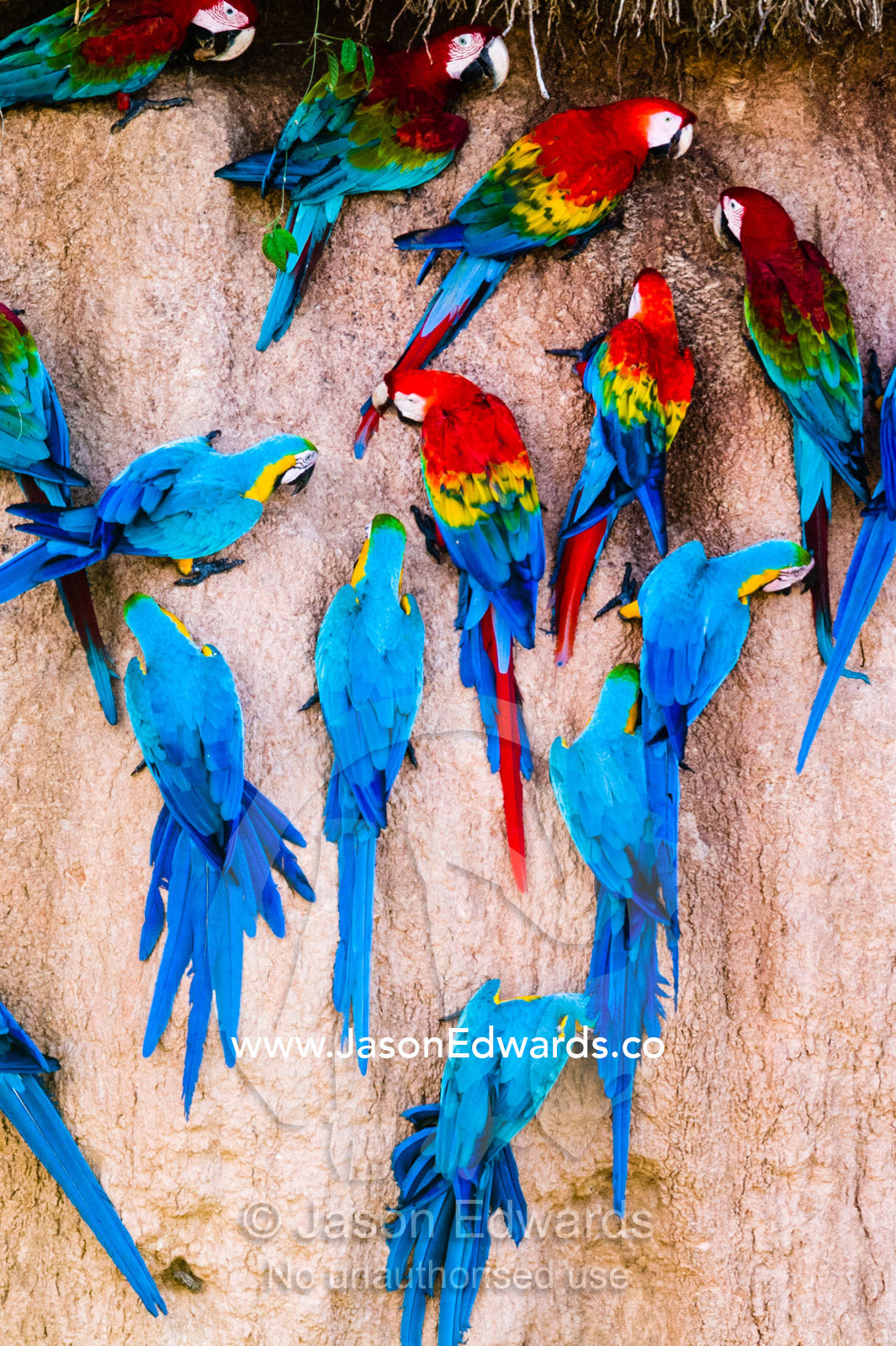 Red-and-Green Macaw, Scarlet Macaw, and Blue-and-Gold Macaws feeding on a clay lick where there are mineral deposits. Tambopata Research Centre, Chuncho Claylick, Tambopata National Reserve, Peru