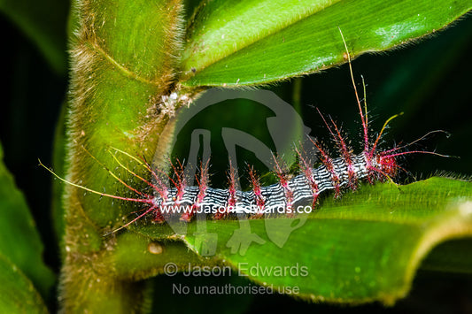 Bright red venomous spines protect a striped caterpillar from predators whilst it feeds on a leaf in the rainforest. Tambopata Research Centre, Tambopata River, Tambopata National Reserve, Peru