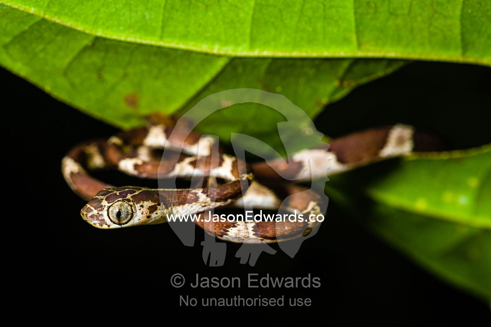 A Blunthead Tree Snake coiled on a leaf in the rainforest. Tambopata Research Centre, Tambopata River, Tambopata National Reserve, Peru