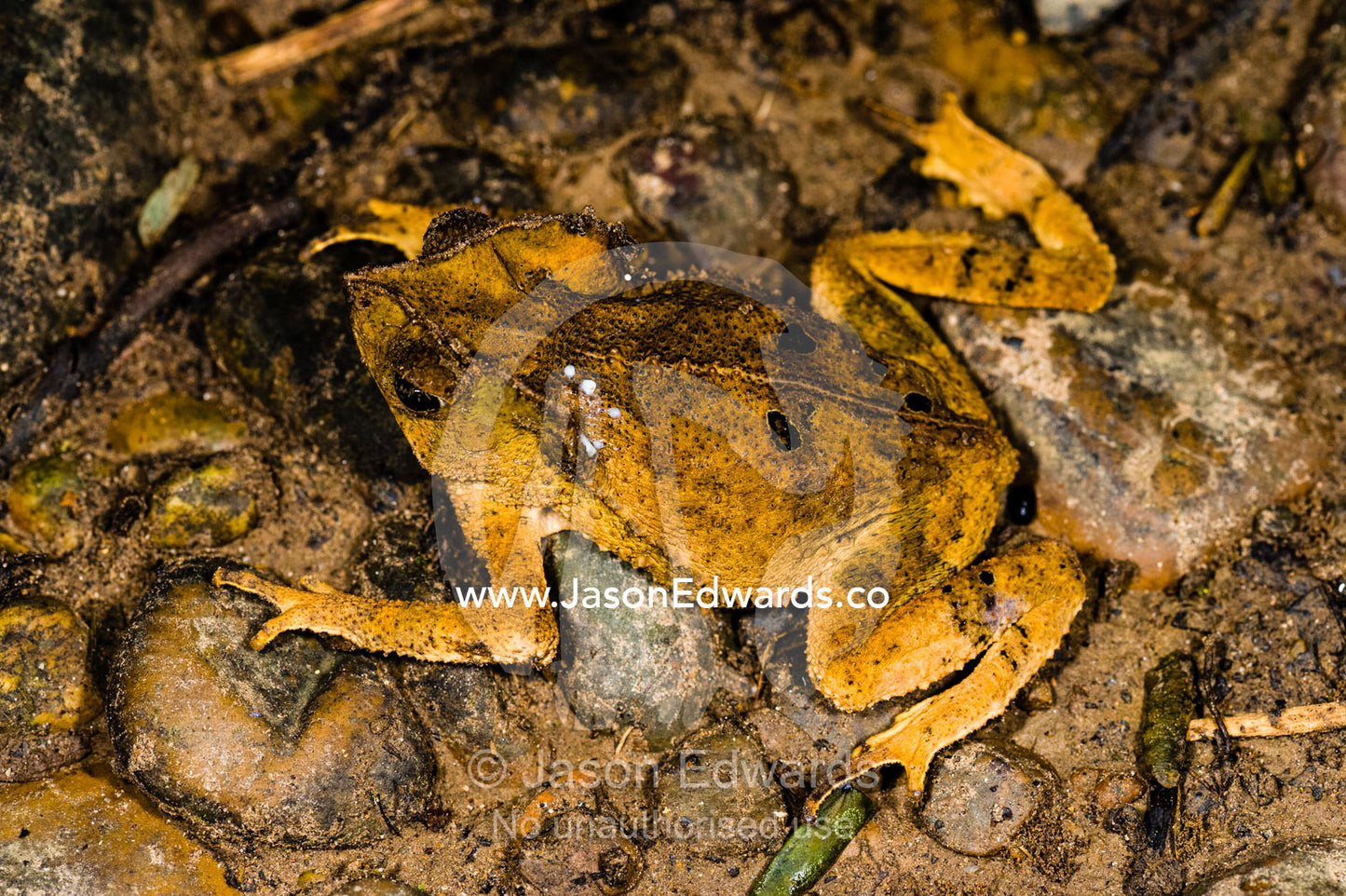 A Horned Toad in a dry riverbed in the Amazon rainforest. Tambopata Research Centre, Tambopata River, Tambopata National Reserve, Peru