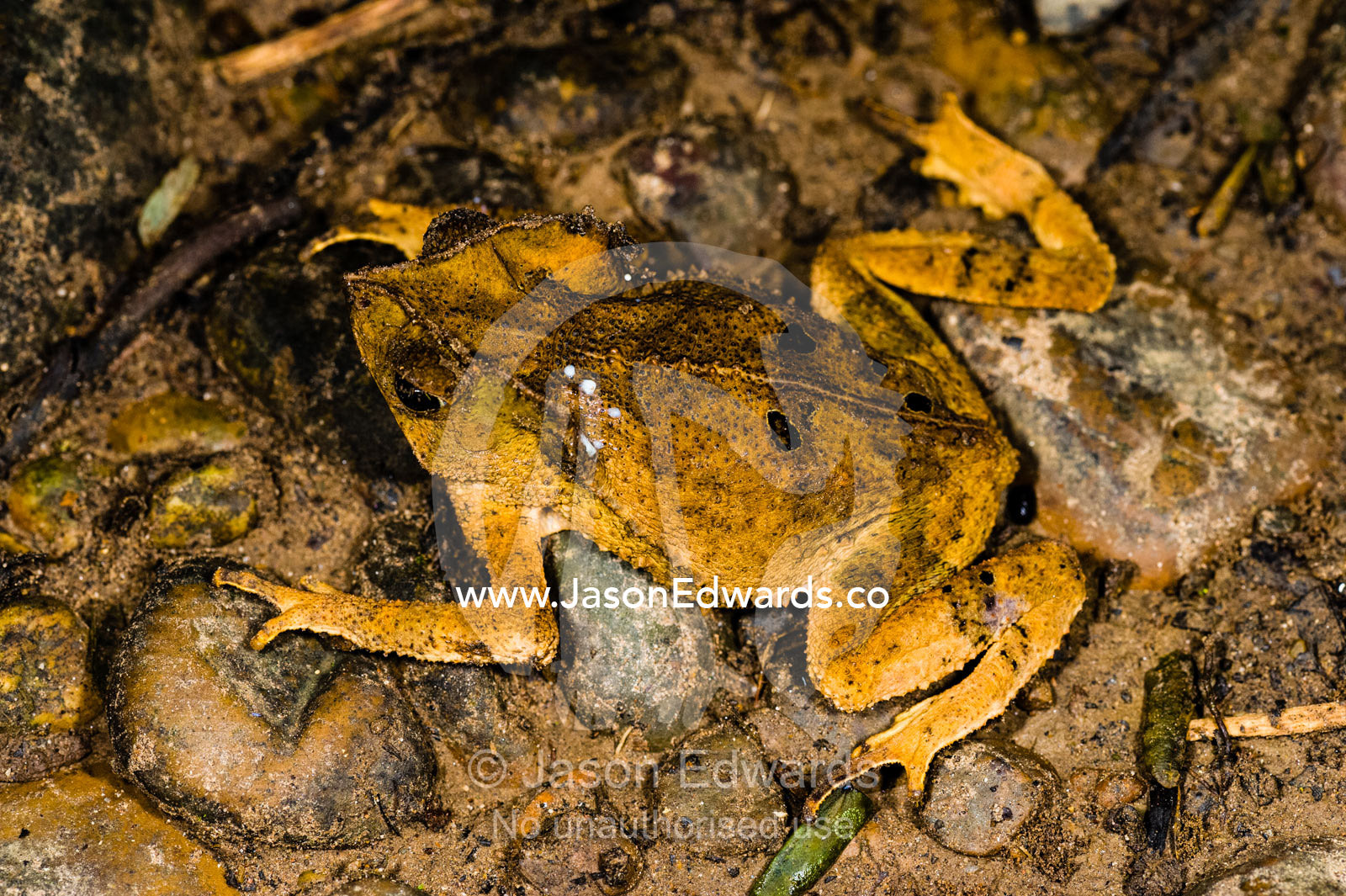 A Horned Toad in a dry riverbed in the Amazon rainforest. Tambopata Research Centre, Tambopata River, Tambopata National Reserve, Peru