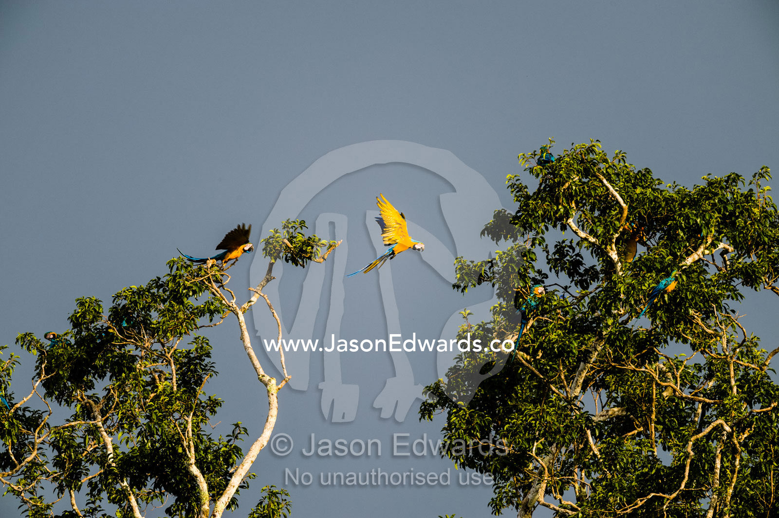 The canary-yellow wing feathers of a Blue-and-Yellow Macaw in flight. Tambopata Research Centre, Tambopata River, Tambopata National Reserve, Peru