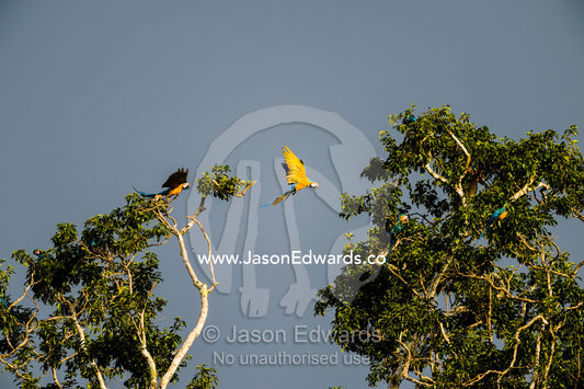 The canary-yellow wing feathers of a Blue-and-Yellow Macaw in flight. Tambopata Research Centre, Tambopata River, Tambopata National Reserve, Peru