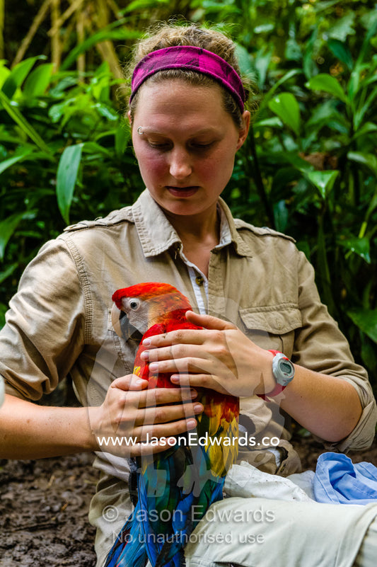 An ornithologist restrains a large Scarlet Macaw chick while recording growth data for a research project. Tambopata Research Centre, Tambopata River, Tambopata National Reserve, Peru