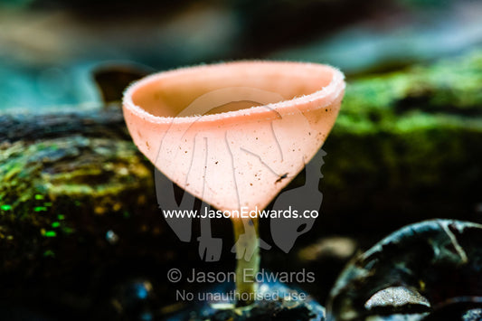 A translucent fungi cup growing on the rainforest floor. Tambopata Research Centre, Tambopata River, Tambopata National Reserve, Peru