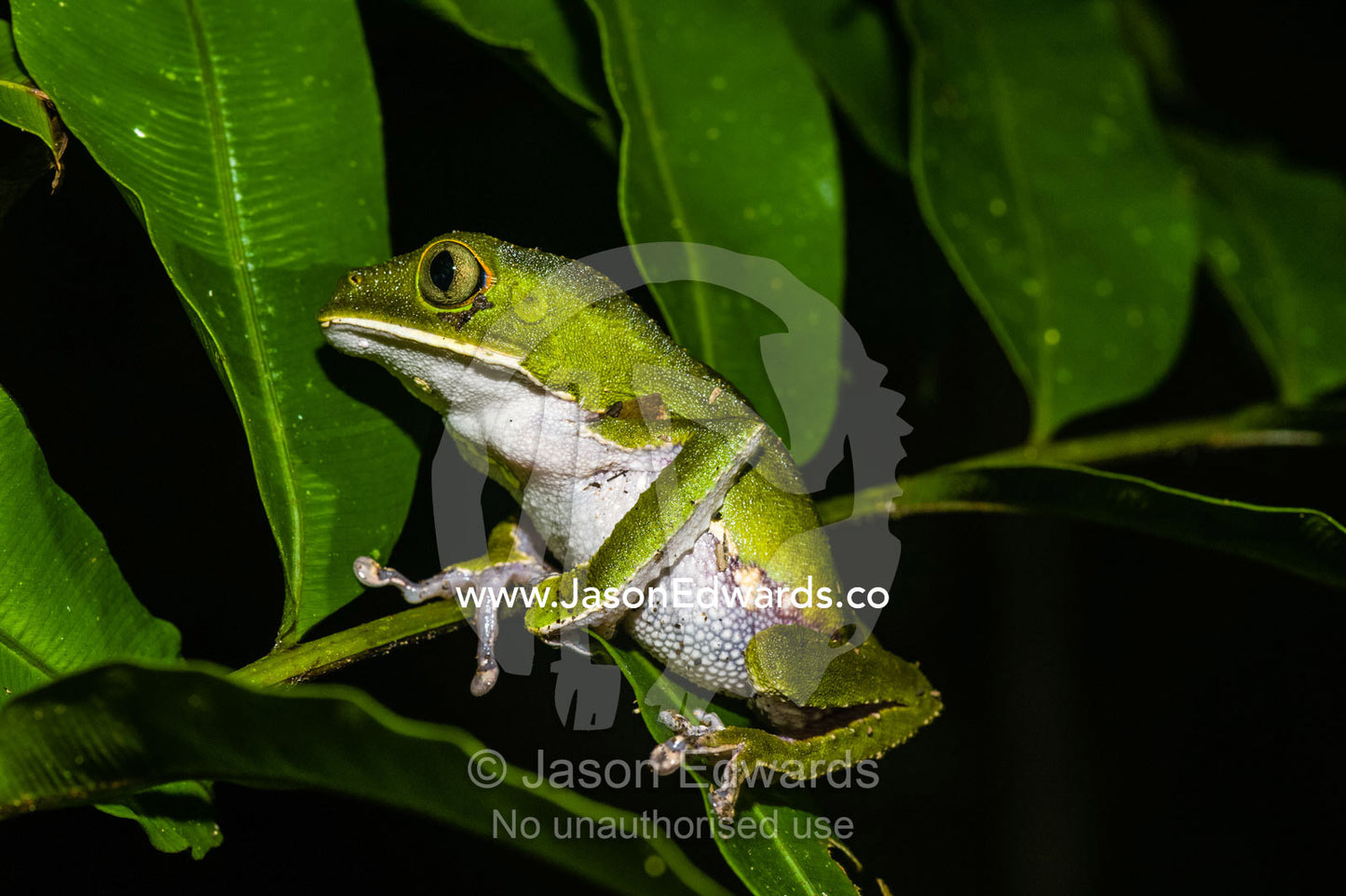 Perched on a twig in the rainforest, a Bicolored Tree Frog in profile. Tambopata Research Centre, Tambopata River, Tambopata National Reserve, Peru