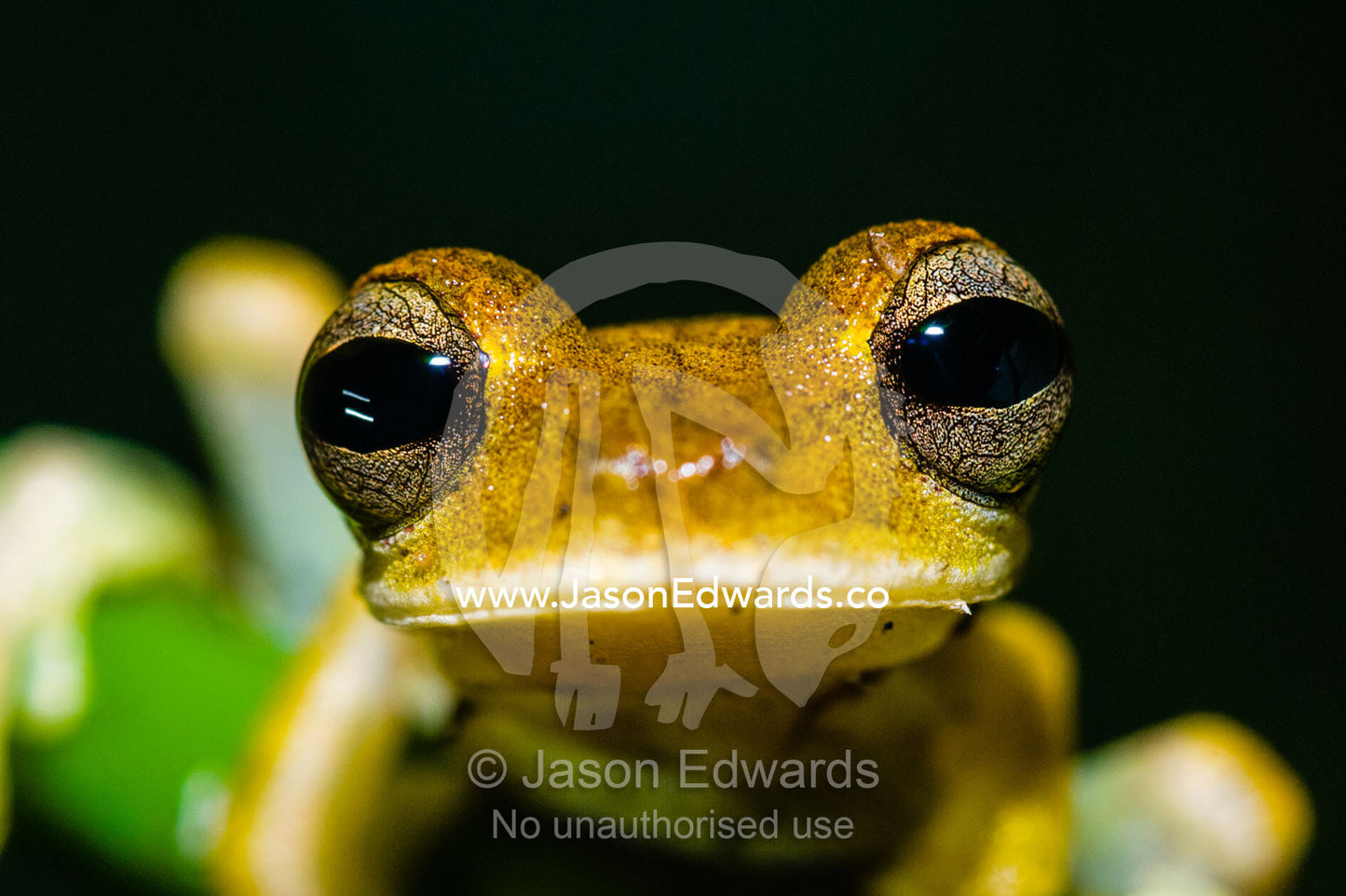 Bulging eyes and yellow skin in a  closeup portrait of a Gunter's Banded Tree Frog. Tambopata Research Centre, Tambopata River, Tambopata National Reserve, Peru