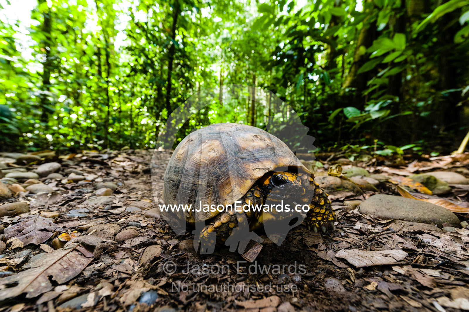 A Vulnerable Yellow-footed Tortoise walking on the rainforest floor. Tambopata Research Centre, Tambopata River, Tambopata National Reserve, Peru