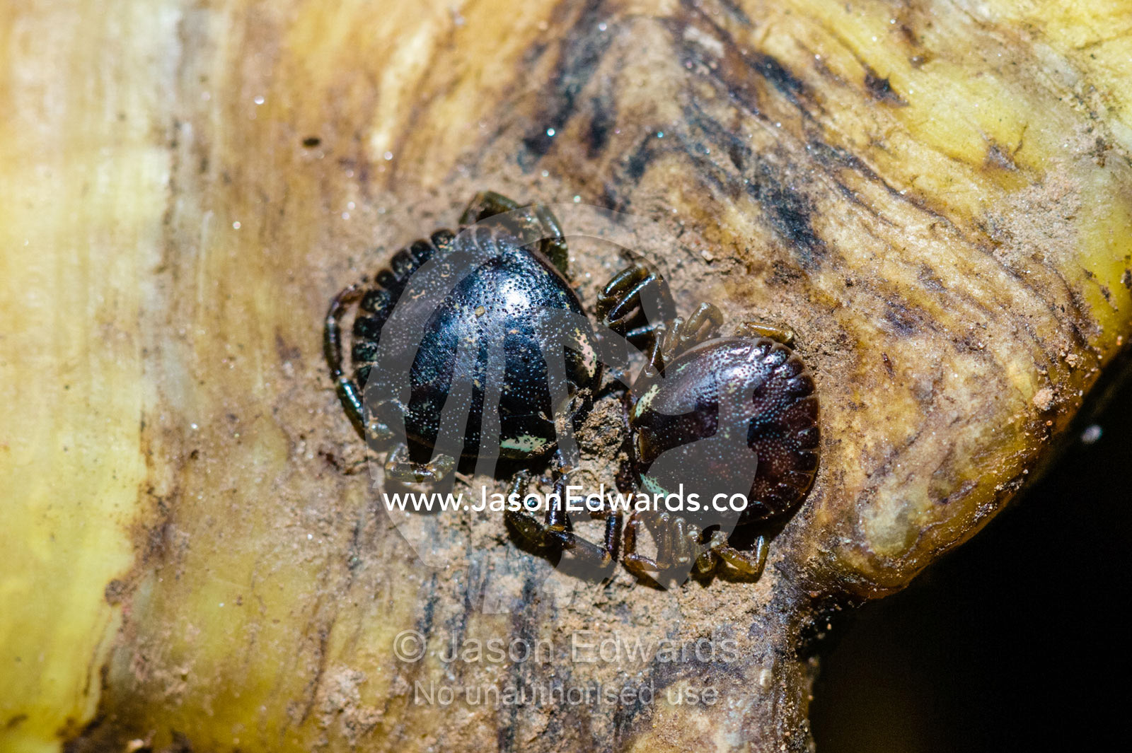 A pair of Lone Star Ticks attached and feeding on blood from the plastron of a Vulnerable Yellow-footed Tortoise. Tambopata Research Centre, Tambopata River, Tambopata National Reserve, Peru