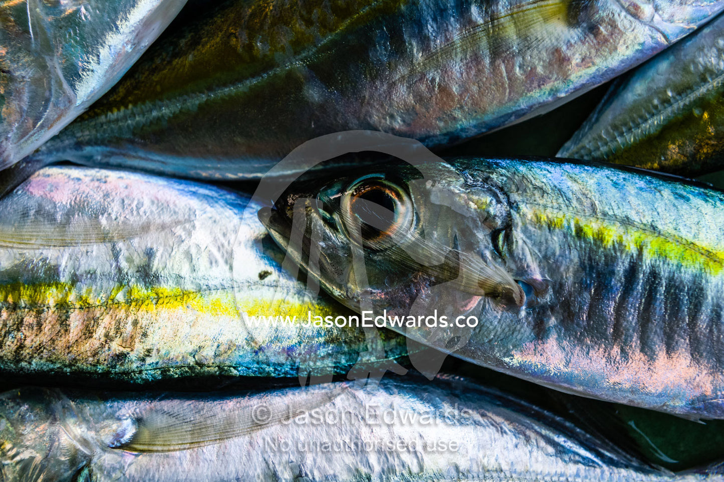 Fresh silver fish for sale in an island market. Banda Neira, Banda Islands, West Papua, Indonesia
