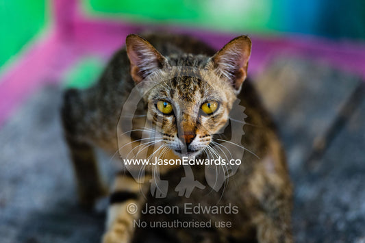 The cautious and curious yellow eyes of a street cat in an island town. Banda Neira, Banda Islands, West Papua, Indonesia
