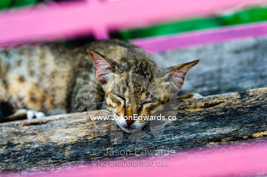 A street cat fast asleep on a wooden step. Banda Neira, Banda Islands, West Papua, Indonesia
