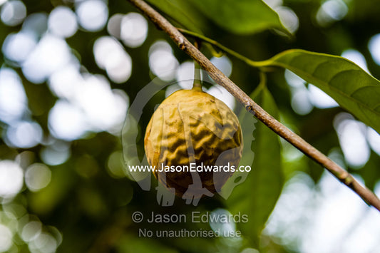 Nutmeg seeds hanging from a branch in an orchard. Banda Neira, Banda Islands, West Papua, Indonesia