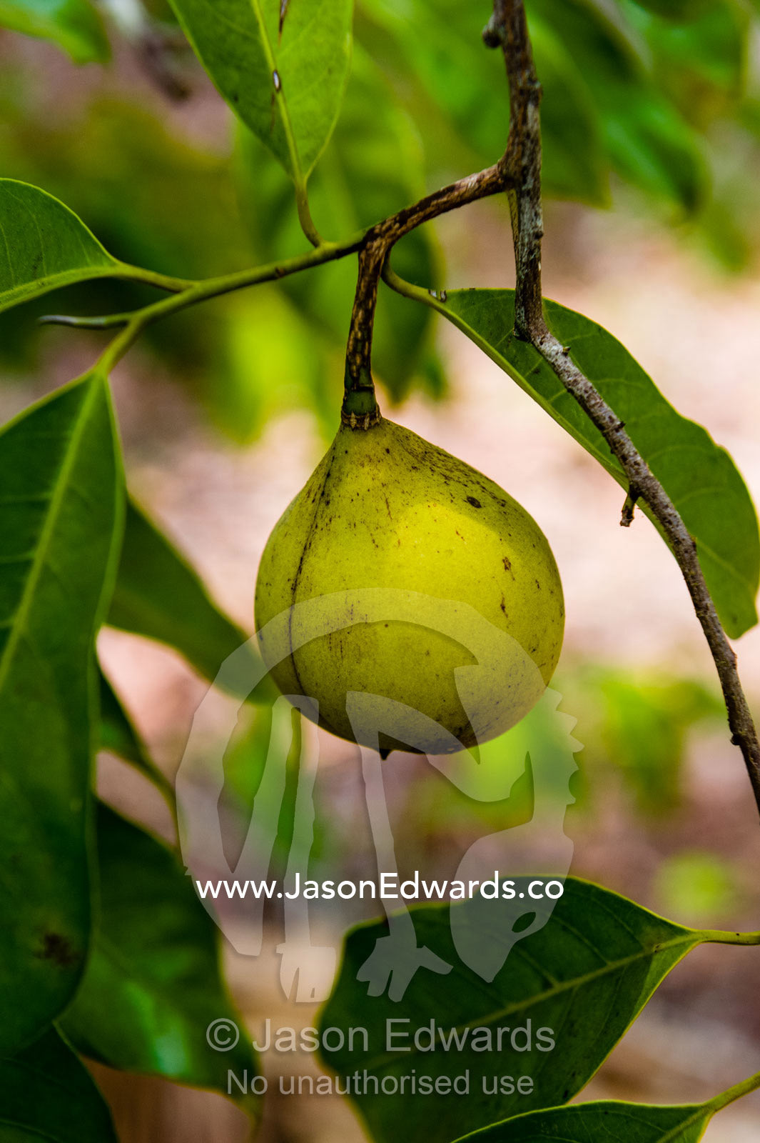 Nutmeg seeds hanging from a branch in an orchard. Banda Neira, Banda Islands, West Papua, Indonesia